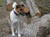 Foxterrier Glatthaar Hund