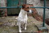 Foxterrier Glatthaar Hund