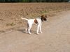 Foxterrier Glatthaar Hund