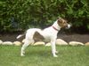 Foxterrier Glatthaar Hund