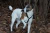 Foxterrier Glatthaar Hund