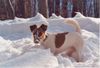 Foxterrier Glatthaar Hund