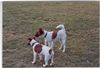 Foxterrier Glatthaar Hund