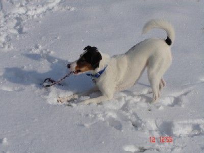 Foxterrier Glatthaar los spiel mit mir!