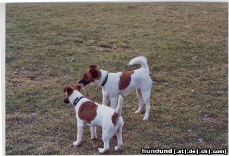 Foxterrier Glatthaar 2 flotte mädels im prater