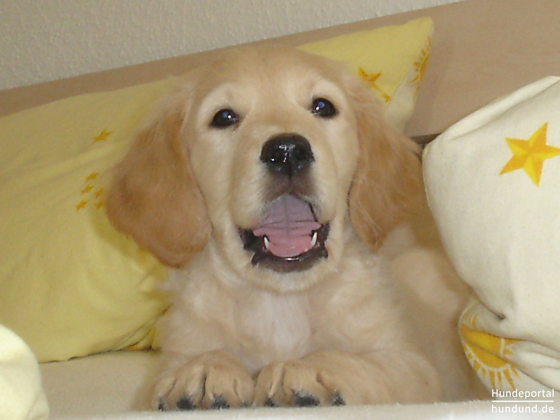 Golden Retriever Foto 40021 - Dsc04477