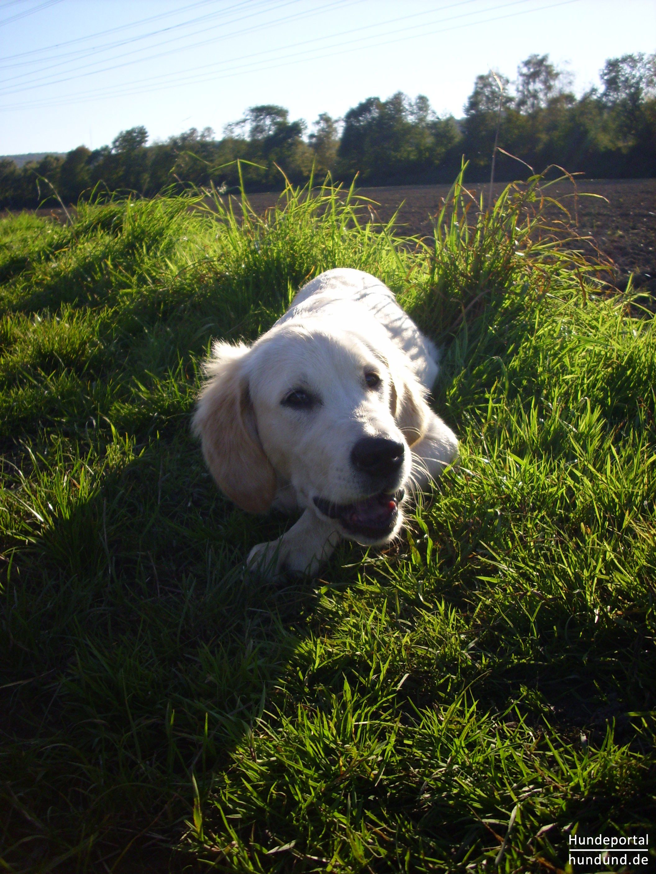 Golden Retriever Foto 40089 - JD600071