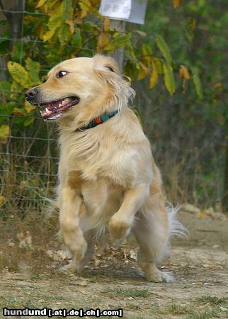 Golden Retriever nur weg hier ! 