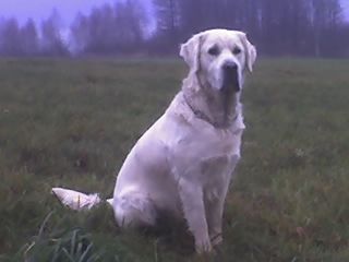 Golden Retriever CHARLY