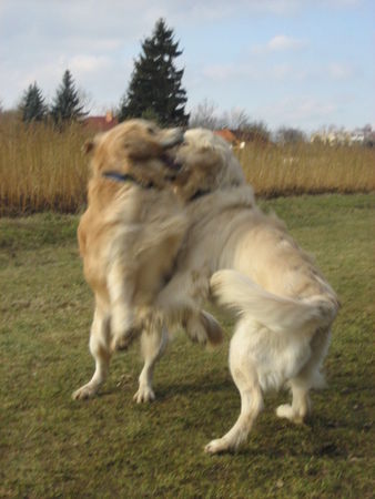 Golden Retriever Odin vom Salzkammergut