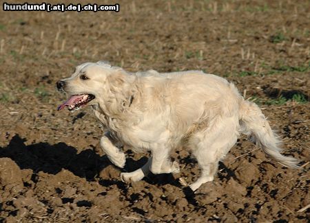 Golden Retriever Ben in Action