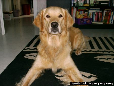 Golden Retriever ...spiel schon mit mir!!!!