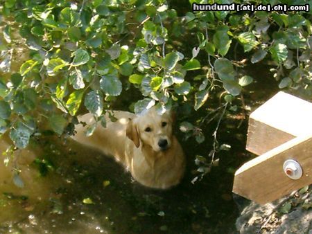 Golden Retriever Wo bin ich? :o)