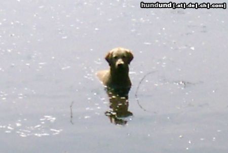 Golden Retriever Nessie...?? oder doch Cora? ;o)