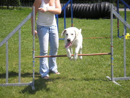 Golden Retriever Einstein 