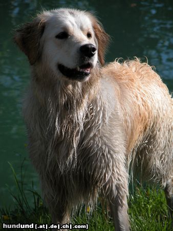 Golden Retriever Aika