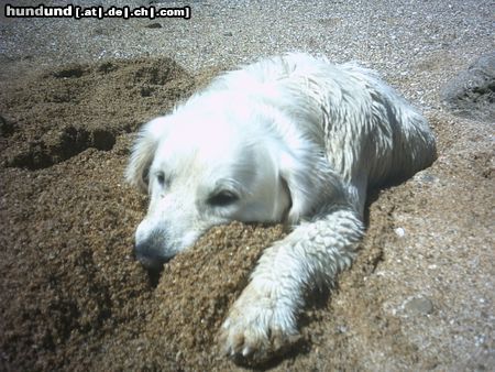 Golden Retriever Buddeln ist anstrengend