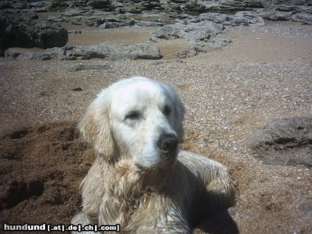 Golden Retriever Mein kleiner Sandbär