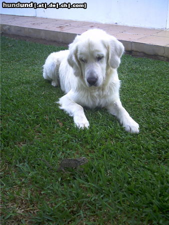 Golden Retriever Nico und das Chamäleon I