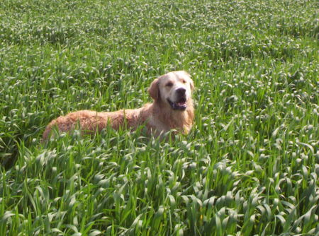 Golden Retriever Leon