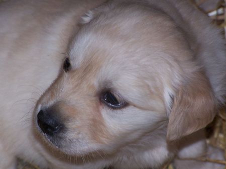 Golden Retriever Siind wir nicht Süß !