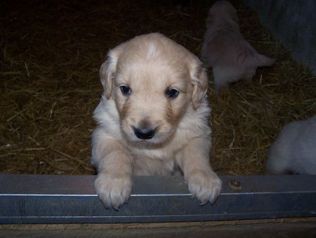 Golden Retriever Siind wir nicht Süß !