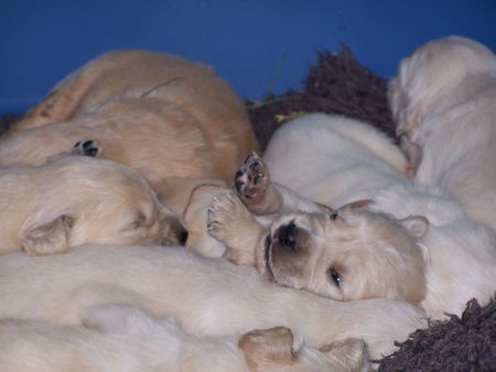 Golden Retriever Siind wir nicht Süß !