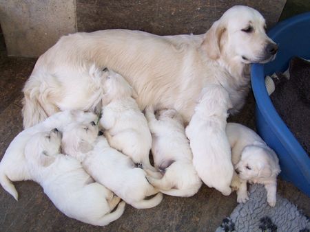 Golden Retriever Siind wir nicht Süß !