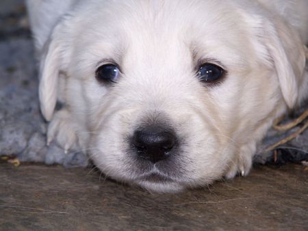 Golden Retriever Siind wir nicht Süß !