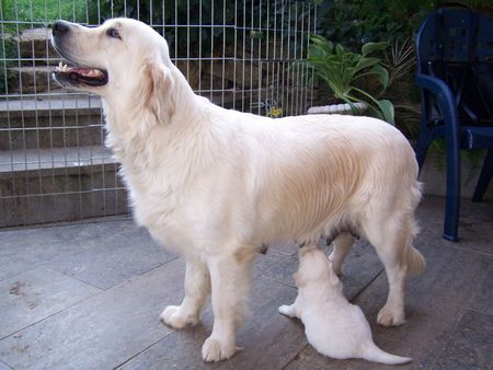 Golden Retriever Siind wir nicht Süß !