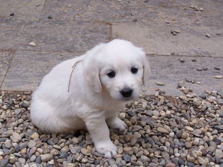 Golden Retriever Siind wir nicht Süß !