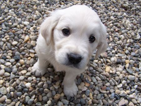 Golden Retriever Siind wir nicht Süß !