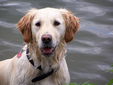 Golden Retriever julj