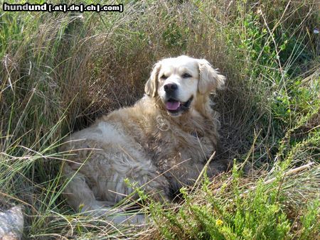 Golden Retriever SAM