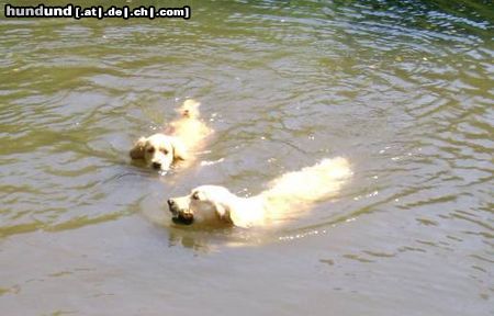 Golden Retriever Cora & Freundin 