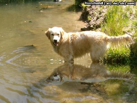 Golden Retriever Cora 13 Monate