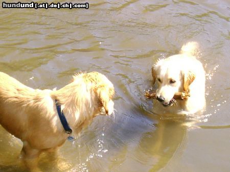 Golden Retriever Cora & Freundin...och manno das war doch jetzt meiner oder???