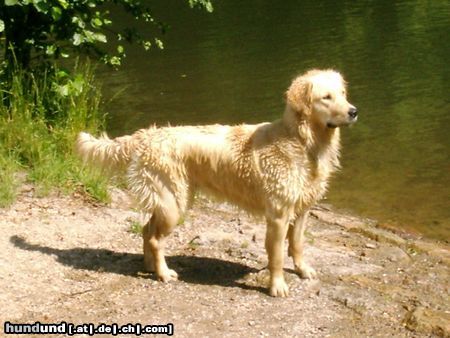 Golden Retriever Cora 13 Monate