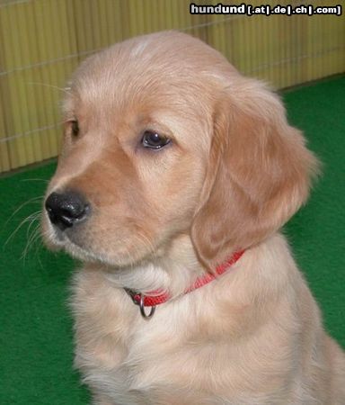 Golden Retriever Schlitzohr 12 Wochen