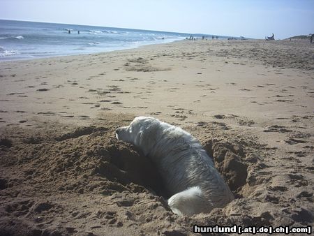 Golden Retriever Baywatch 