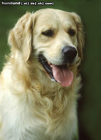 Golden Retriever Ein goldiger Kerl ;-)