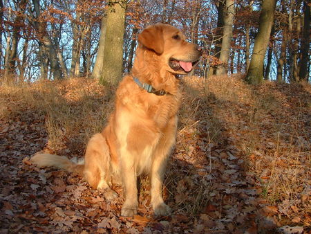 Golden Retriever BODO