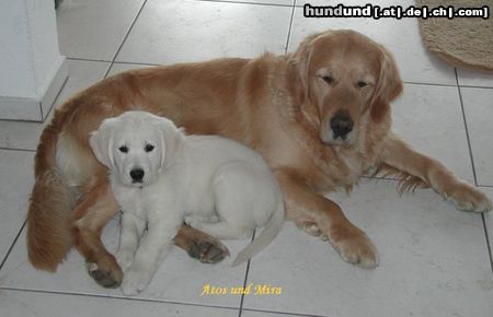 Golden Retriever Atos of Goldenlove mit Mira