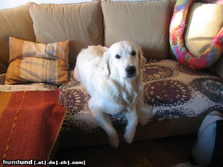 Golden Retriever Rebekka, geboren 28.02.03