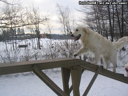 Golden Retriever Rebekka