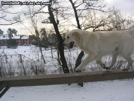 Golden Retriever Rebekka kann Agility