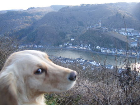 Golden Retriever Lea genießt die Aussicht