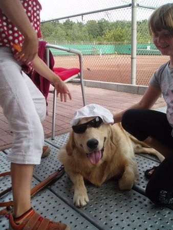 Golden Retriever Anton, 9Monate, Juli 2007