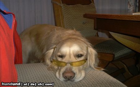 Golden Retriever Eliot sagt:It's cool Man....!