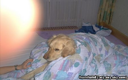 Golden Retriever Eliot im Bett